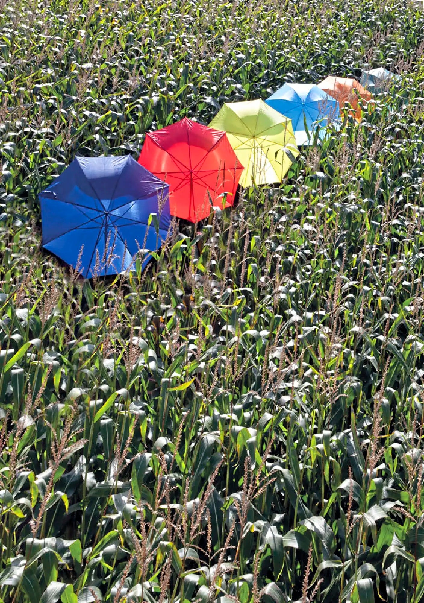 all-groups Automatic Umbrella With Wooden Handle